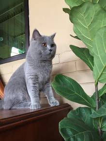 bsh blue male