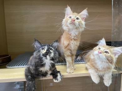 MAINECOON PURE BREED for sale