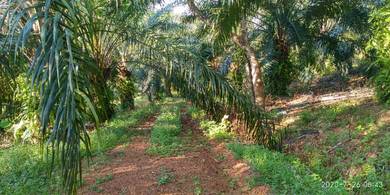 Agricultural Land in Linggi, NSN