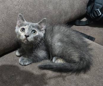 munchkin kitten / anak kucing munchkin 
