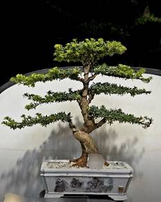 洪牙小红帽罗汉松 (Bonsai) PROMOTION !!!