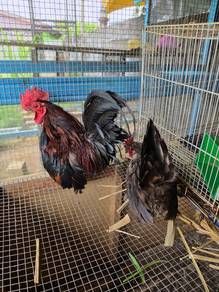 Japanese bantam sepasang