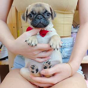 Pug