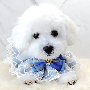 Maltipoo
