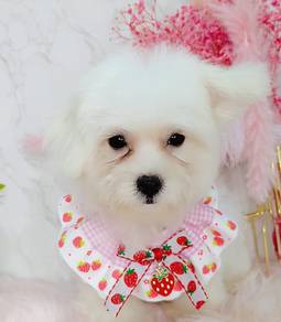 Maltese