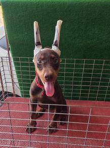 Doberman Puppy MKA Female A 1906B