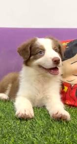 Border collie chocolate white