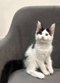 Purebred Female Mainecoon kitten.
