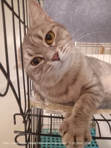 Cat for Adoption