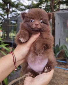 POMERANIAN PUPPIES A225 🌻 Sort of shine