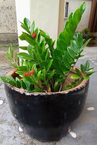 flower plant