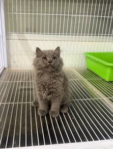 British longhair kitten