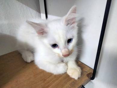 Kucing Putih (Mata Biru)