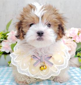 Shih Tzu