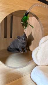 British Shorthair Female Kitten 