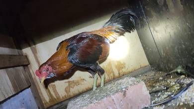 ayam