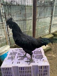 Ayam cemani