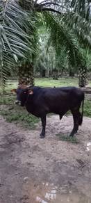 Jualan lembu