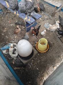 Anak Ayam Kampung Asli