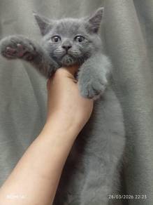 bsh female