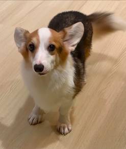 Long Coat Corgi