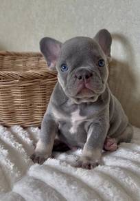 FRENCH BULLDOG PUPPIES 🌻S192 LiLac Boy~Girl