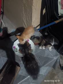 free kitten to adopt