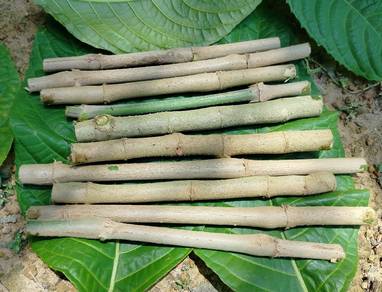 keratan batang dan anak pokok ktum ayam rm5 