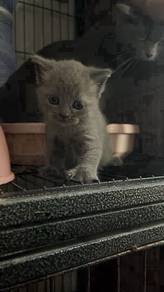 British Shorthair BSh kucing