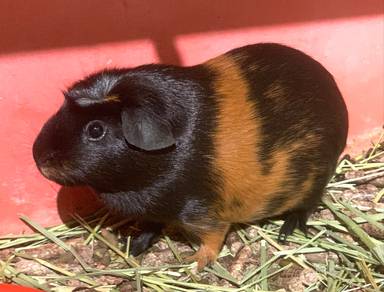 Created Guinea Pig