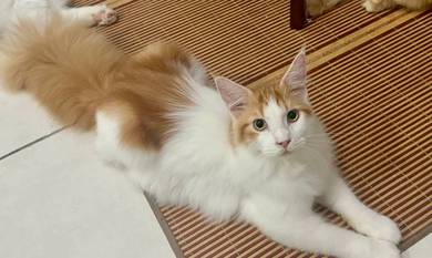 Mainecoon cfa cert