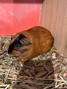 Guinea pig