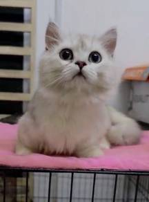 Munchkin Long hair High quality kitten