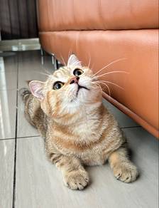 Golden BSH Kitten (male)