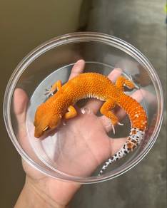 Leopard Gecko
