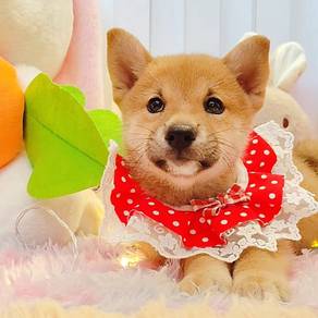 Shiba Inu
