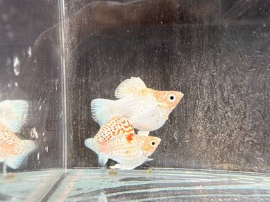 Red head sakura Molly (pair)