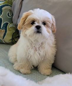 Bubble of love Shih Tzu / Shihpoo / Cute / Tricolo