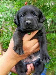 Black Labrador 