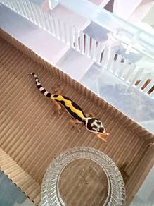 Leopard Gecko