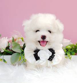 Maltipoo