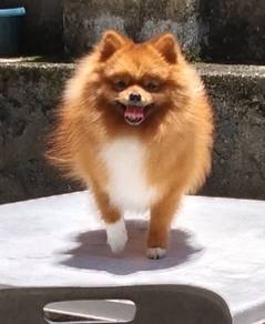 Pomeranian (Stud)