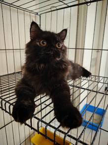 Kitten Betina