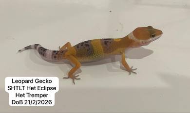 Leopard Gecko SHTLT Het Eclipse Untuk Dijual !!