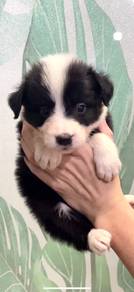Border collie puppies MKA
