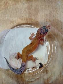 Leopard Gecko