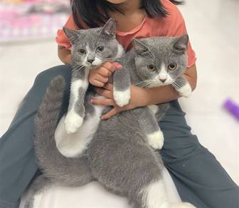 BSH Cats