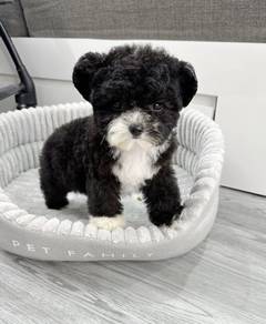 TINY~TOY POODLE PUPPIES A260 🌻 Super Cute