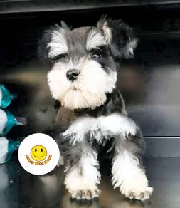 KLTT_GG5522 Mini Schnauzer little cute puppies