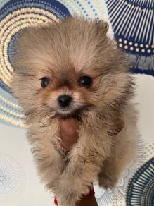 Pomeranian 